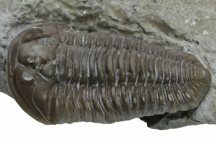 Long Prone Flexicalymene Trilobite - Mt Orab, Ohio #224892